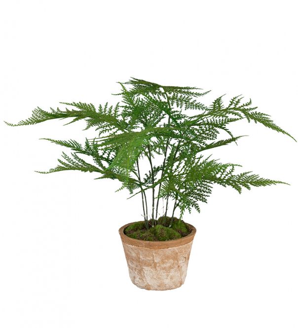 Hovedbilde Plumosus 35 cm