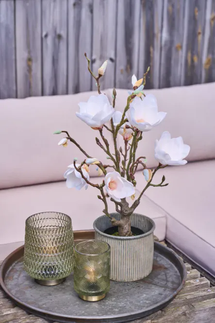 Hovedbilde Magnolia tre 60cm