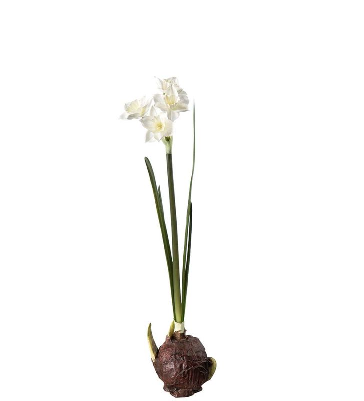 Påskelilje Hvit