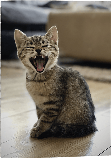 Hovedbilde Skrivebok - Katt