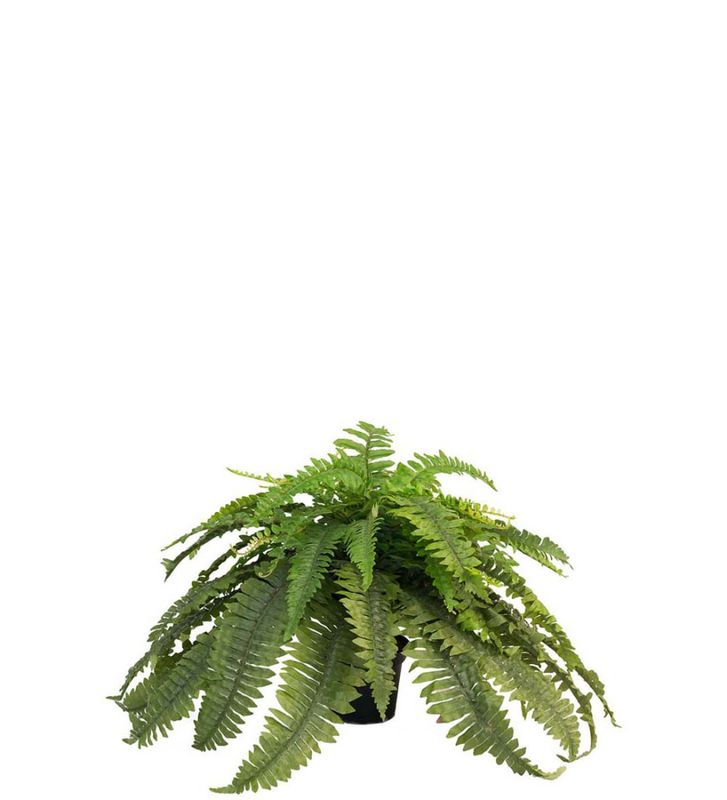 Stor bregne Diameter 60cm